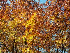 -唐城墙遗址公园