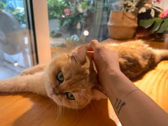 -李小姐の猫咖啡馆(五角场店)
