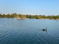 -五缘湾湿地公园