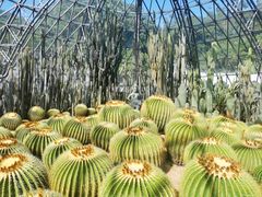 -深圳仙湖植物园