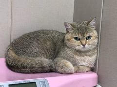 -半岛宠物医院24小时·内窥镜·牙科·碎石中心(府城大道店)