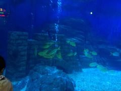 -烟台海昌鲸鲨海洋公园