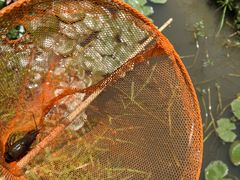 -同銮特种养殖场·龙虾垂钓