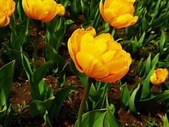 -长春公园(普阳街道)