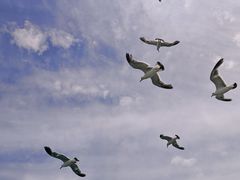 -海驴岛(荣成市)