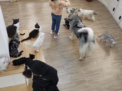 -李小姐の猫咖啡馆(五角场店)
