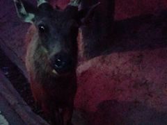 -清迈夜间动物园