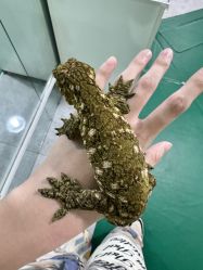 -神奇动物撸宠馆·羊驼·小浣熊·异宠(豫园店)