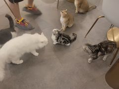 -飞行喵MR PILOT|猫舍·猫咖(静安大融城店)