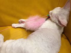 -猫小院猫主题咖啡厅(北锣店)