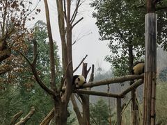 -都江堰中华大熊猫苑