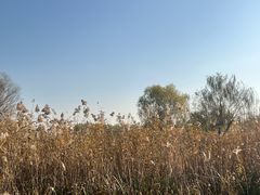 -大兴滨河森林公园