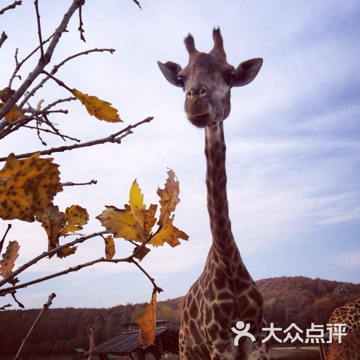 北方森林動物園圖片 - 第303張