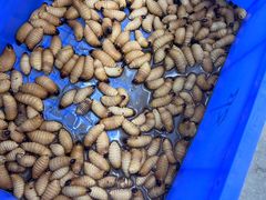 -台山新孖宝柴火黄鳝饭(三合温泉店)