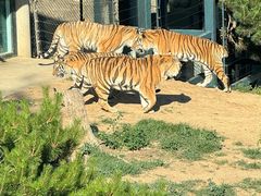 -大连森林动物园