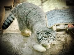 -青藏高原野生动物园