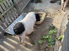 -菊园百果园