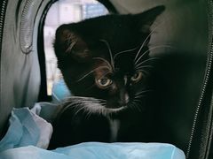 -伟伟宠物医院·CT影像中心·瑞派犬猫综合性门诊(汉口总院)
