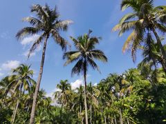 -中国科学院西双版纳热带植物园