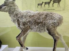 -国家自然博物馆