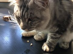 -猫小院猫主题咖啡厅(北锣店)