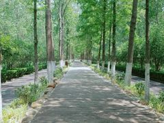 -合肥滨湖国家森林公园