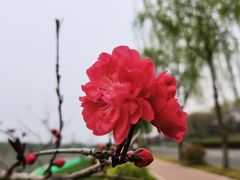 -洨河生态公园