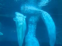 -海合安武汉极地海洋公园
