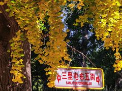 -三里屯东五街银杏大道