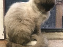 -猫咪博物馆(顶澳仔猫街店)