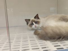 -lincat·猫舍(广州店)