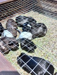 -酷嗒动物文化乐园(cutezoo西溪乐天城店)