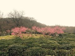 -南京市江宁方山
