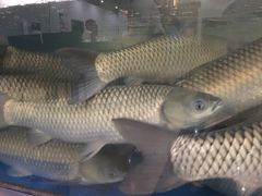 景观位-豪华脆肉鲩
