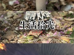 -金龙寺国家森林公园