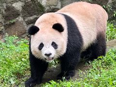 -都江堰中华大熊猫苑