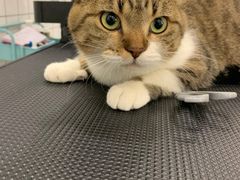 -BABIT巴比特宠物(MOMOPARK店)