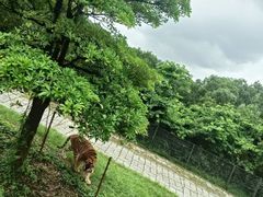 -深圳野生动物园