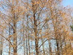 -上海海湾国家森林公园