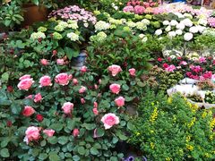-双季花艺园艺市场(浦东店)