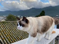 -喵屿·大理花园猫咖