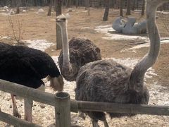 -大连森林动物园