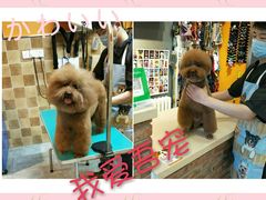 -我爱吾宠宠物美容院(朝阳路店)