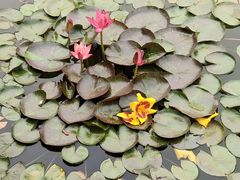 -国家植物园南园