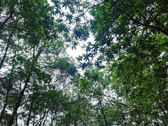 -火炉山森林公园