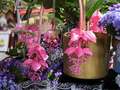 -朝来春花卉市场