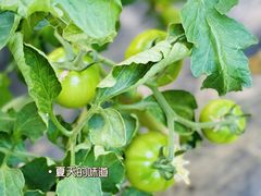 -庞各庄西瓜蔬菜采摘园·锦华瓜园