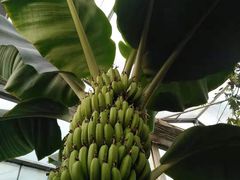 -呀路古热带植物园