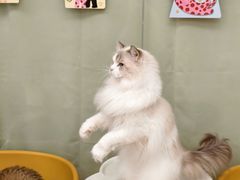 -有喵·猫咖·狗咖·30几只猫10只小狗(岗厦店)