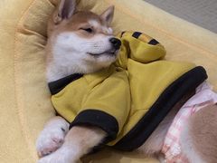 -逗柴咖啡屋·狗咖猫咖宠物桌游